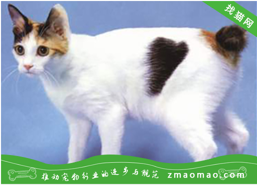 如何判断日本短尾猫是否怀孕？日本短尾猫怀孕需要注意什么？