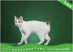 训练一只日本短尾猫需要多长时间？训练日本短尾猫的8个技巧