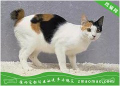 日本短尾猫身体有虫的表现，如何给日本短尾猫驱虫？