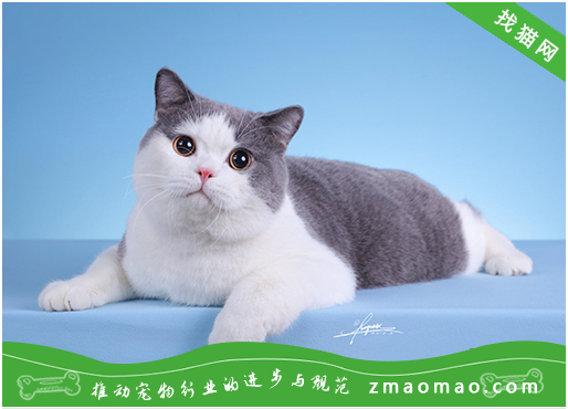 如何喂养小曼基康猫，如何管理小曼基康猫断奶时间
