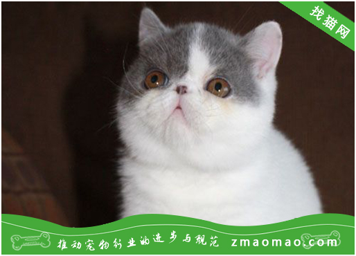 如何训练曼基康猫用猫砂给刚买的曼基康猫上厕所