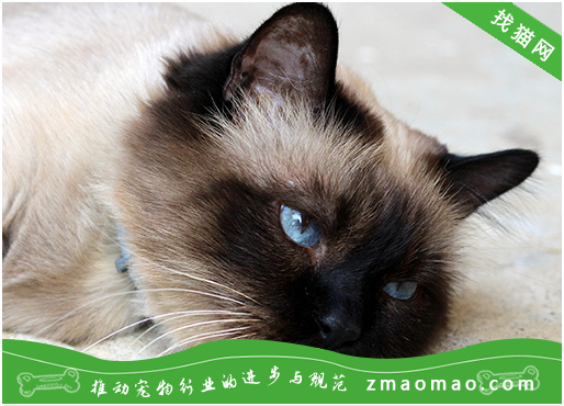 缅甸猫做完绝育手术脾气会变好吗？为什么要给缅甸猫做绝育手术？