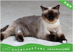 猫毛对于缅甸猫来说的重要性，宠物主人要充分理解