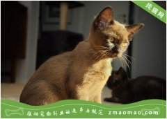 如何科学训练缅甸猫的方法，5个方法让缅甸猫听话