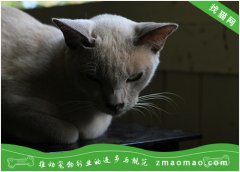 如何训练缅甸猫躺下装死