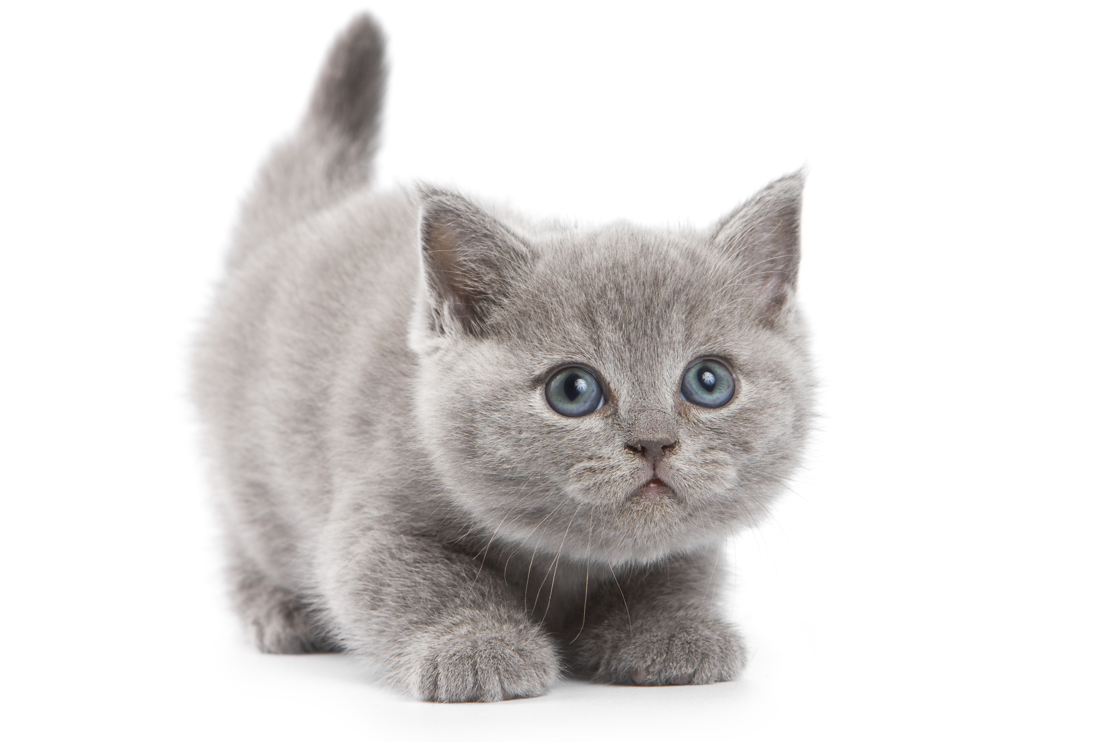 如何判断英国短毛猫是否怀孕？英国短毛猫怀孕需要注意什么？