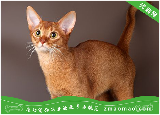 猫毛对于阿比西尼亚猫来说的重要性，宠物主人要充分理解