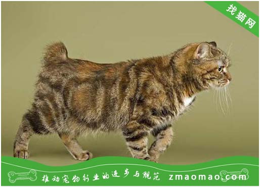 马恩岛猫身体有虫的表现，如何给马恩岛猫驱虫？