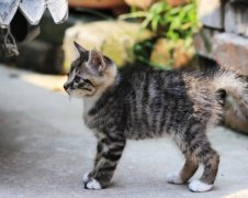 曼基康矮脚猫好养么饲养矮脚猫要注意哪些事项？