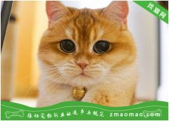 猫咪眼睛发红的原因？分为“眼球表面发红”和“眼球内部发红”