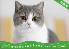 猫咪脂肪肝的治疗方法 猫会表现黄疸、眼结膜和皮肤变黄