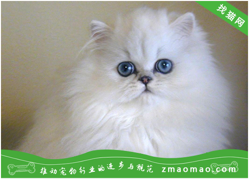 宠物猫之波斯猫品种介绍