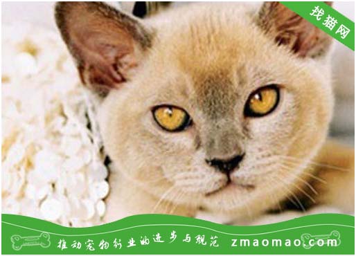 宠物猫之东奇尼猫品种介绍