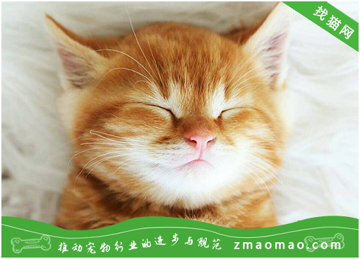 【猫饭攻略】自制猫咪的土豆草鱼饭