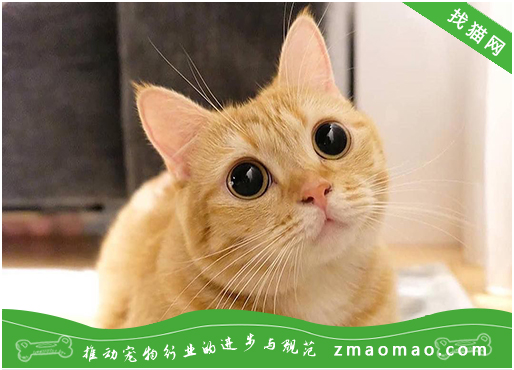 【猫饭攻略】自制猫咪翡翠鲜虾鸡鸭肉饭