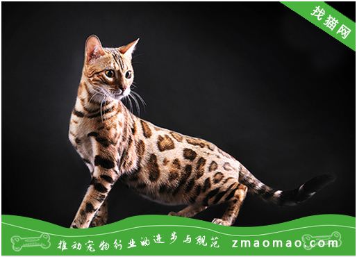 猫毛对于孟加拉豹猫来说的重要性，宠物主人要充分理解