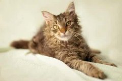 拉邦猫洗澡的注意事项，你知道多少？