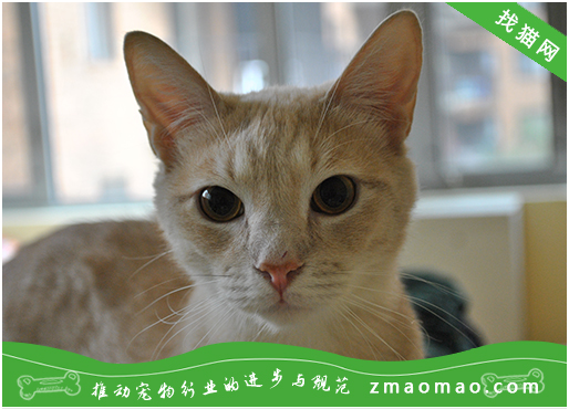 猫毛对于新加坡猫来说的重要性，宠物主人要充分理解