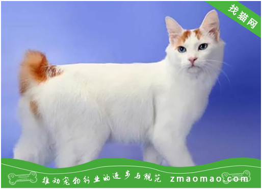 如何训练日本短尾猫用猫砂给刚买的日本短尾猫上厕所