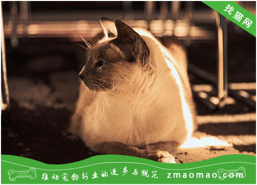 暹罗猫身体有虫的表现，如何给暹罗猫驱虫？
