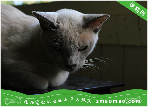 如何给缅甸猫做好卫生,正确给缅甸猫去除牙垢耳垢
